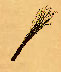 birch birch